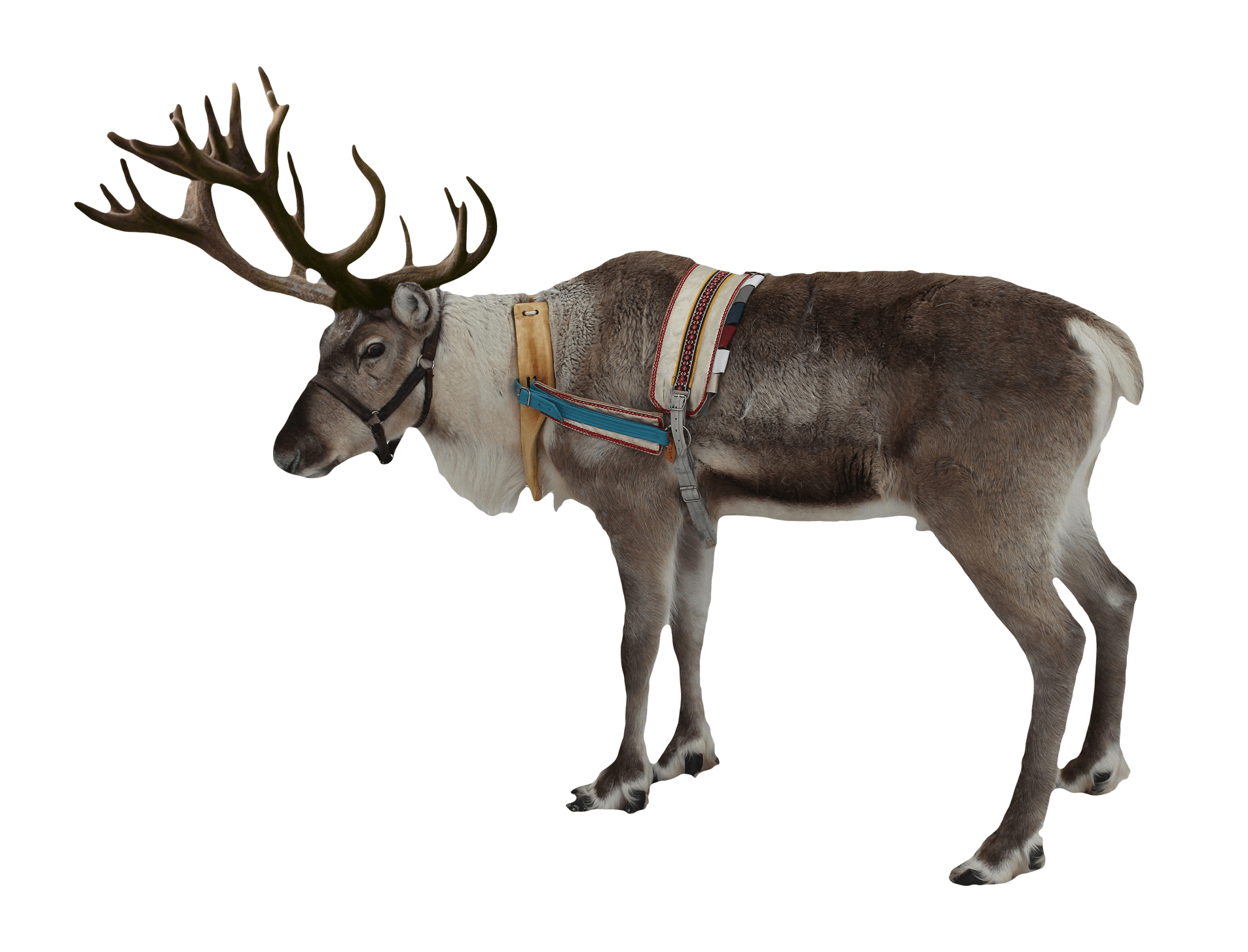 Reindeer